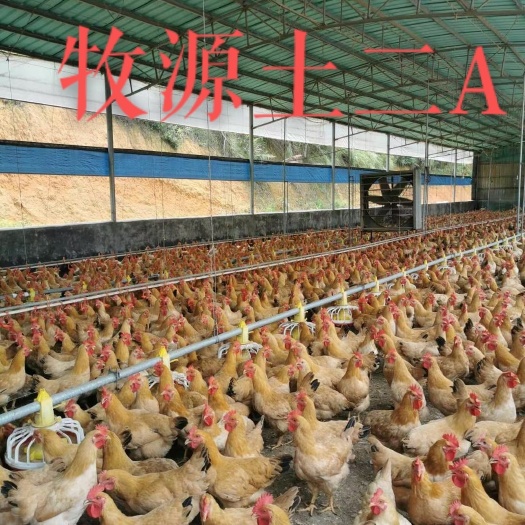 广州三黄鸡苗 出壳鸡苗 1日龄 母苗 肉蛋兼用 
