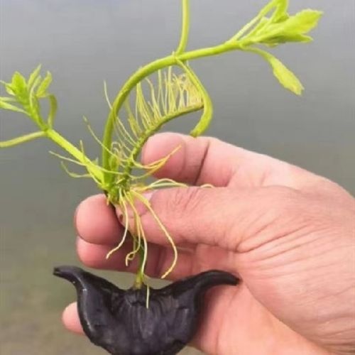 武冈市水果藕 菱角苗出售！可用于鱼缸过滤水质，室内外都可养殖，菱角