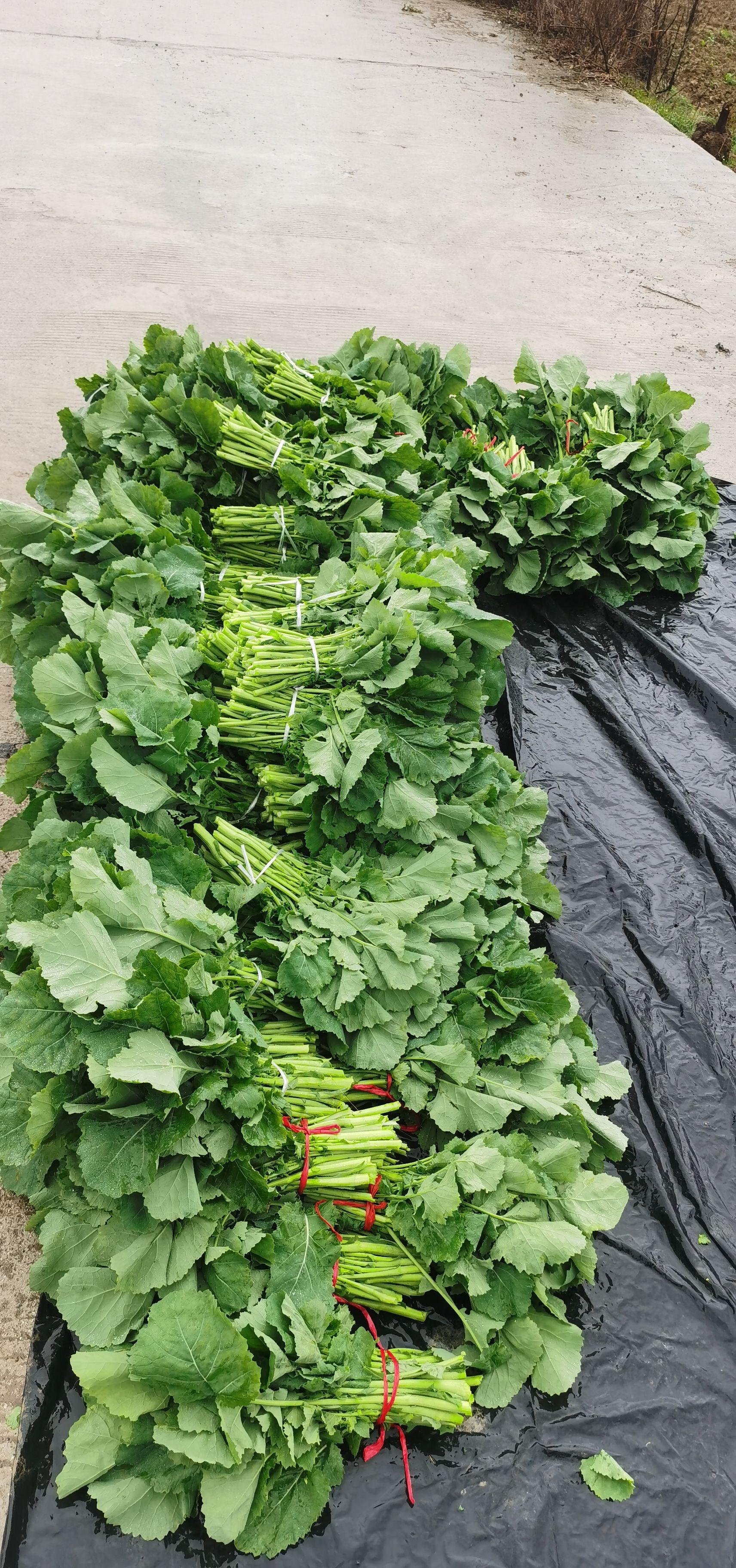  百万斤油菜苔出售