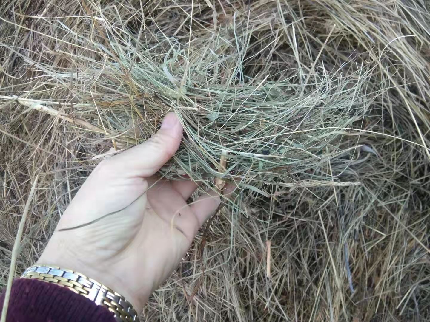 干草，花叶草，呼伦贝尔大草原的