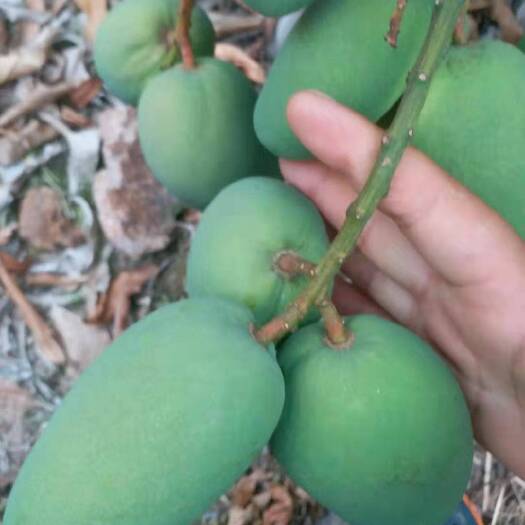 三亚台农芒 三亚崖城小台龙芒果，电商货