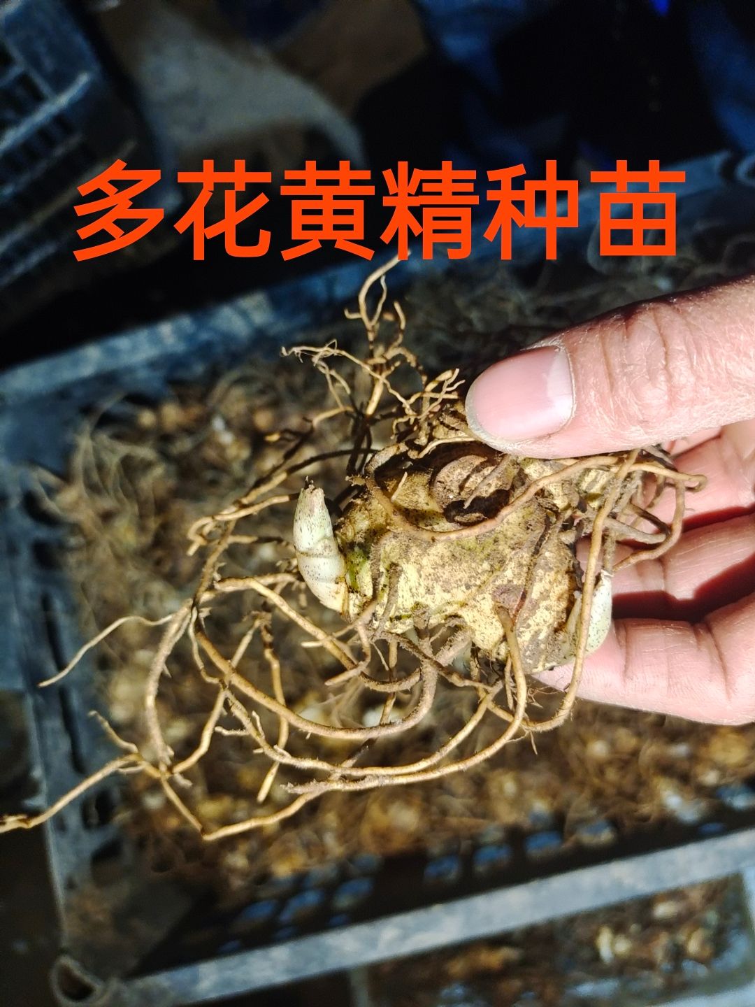 绥宁县黄精种子  大量姜形多花黄精种苗批发(国家2020版药点品种