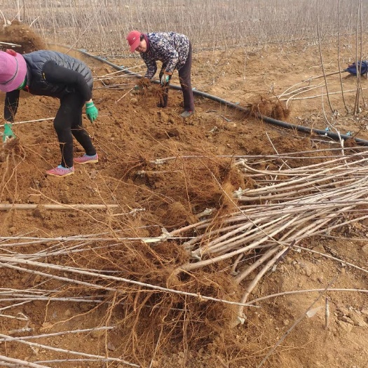 泰安布鲁克斯樱桃树苗 1公分美早樱桃苗，2公分布鲁克斯樱桃苗，矮化苗