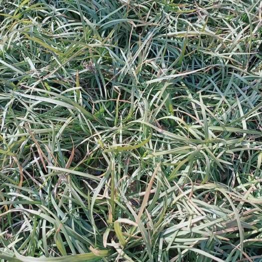 青州市 麦冬草，山东青州大量杯苗麦冬上市 ，基地直发 量大价优