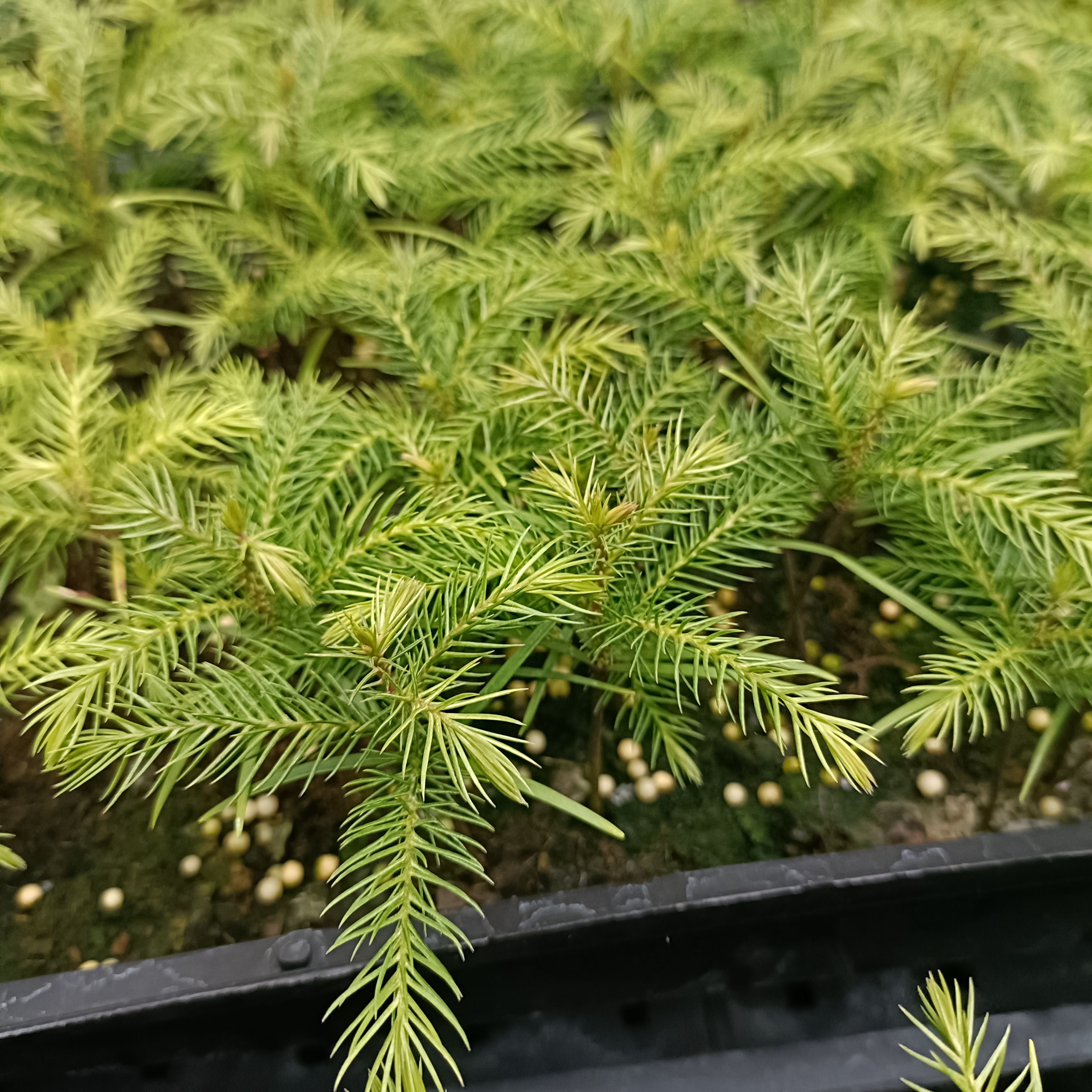 南洋杉盆栽 南洋杉苗 观叶盆栽花卉绿植 净化空气美观好养