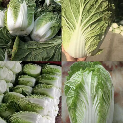 沂水县白菜，黄心大白菜，山东白菜产地直供，一手货源。