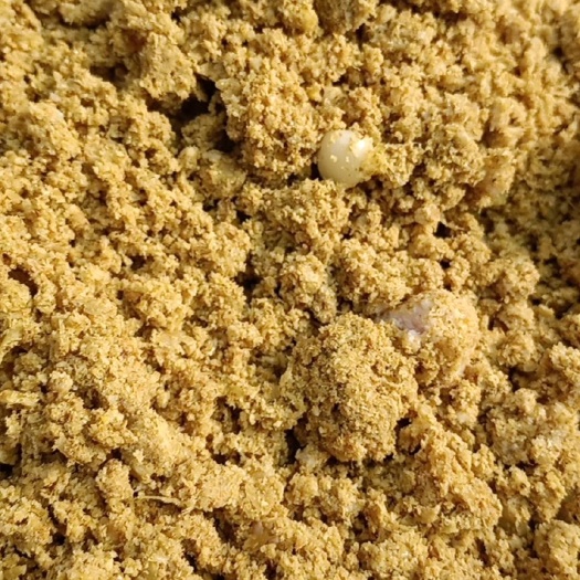 辛集市玉米渣 益生菌发酵饲料，适合猪牛羊鸡鸭鹅等各种畜禽养殖