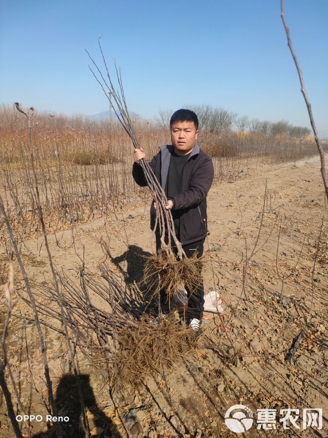 维纳斯黄金苹果苗  维纳斯黄金苹果树苗，优质中晚熟苹果新品种