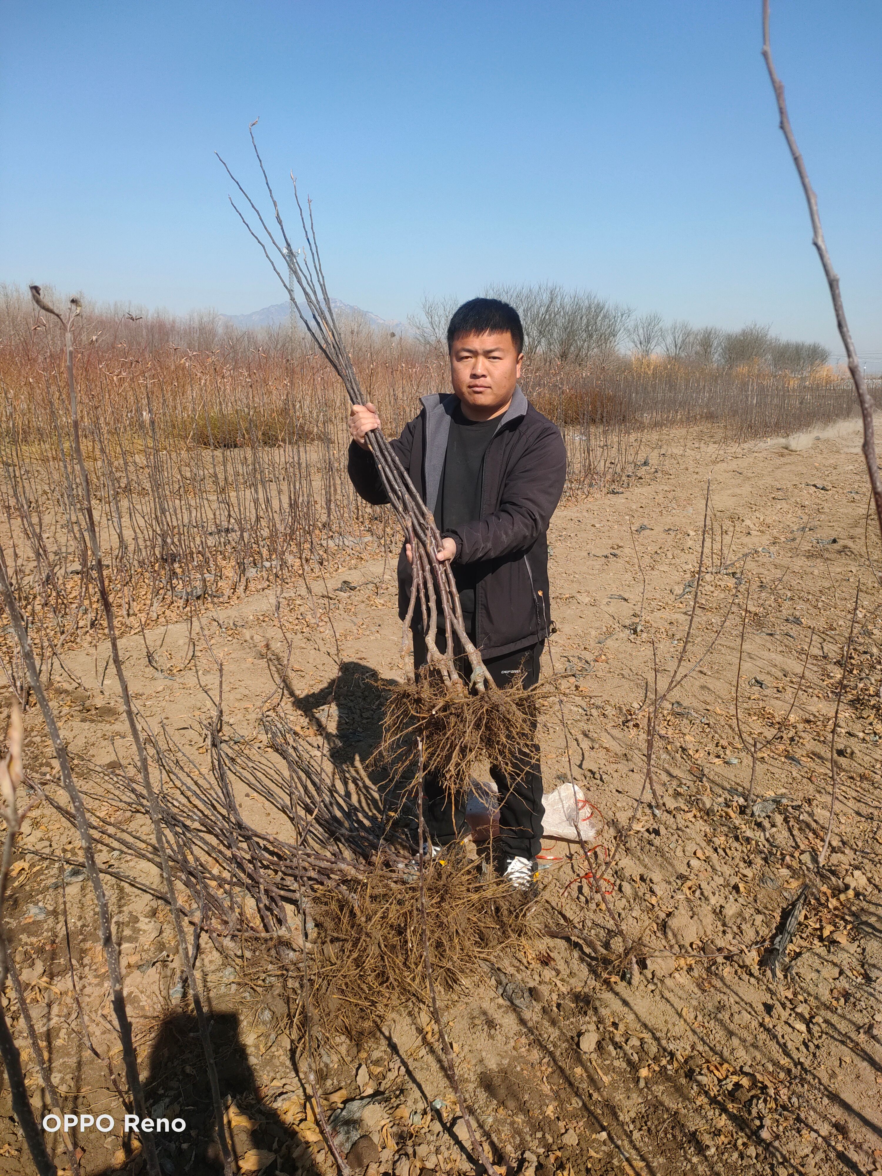 维纳斯黄金苹果苗  维纳斯黄金苹果树苗，优质中晚熟苹果新品种