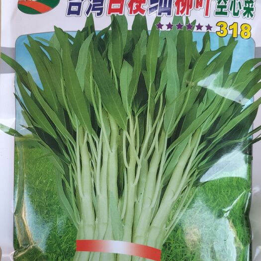 遂溪县空心菜种子 白梗细柳叶空心菜