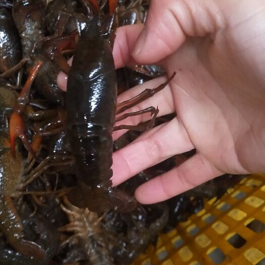 潜江市 深水青虾，满肉