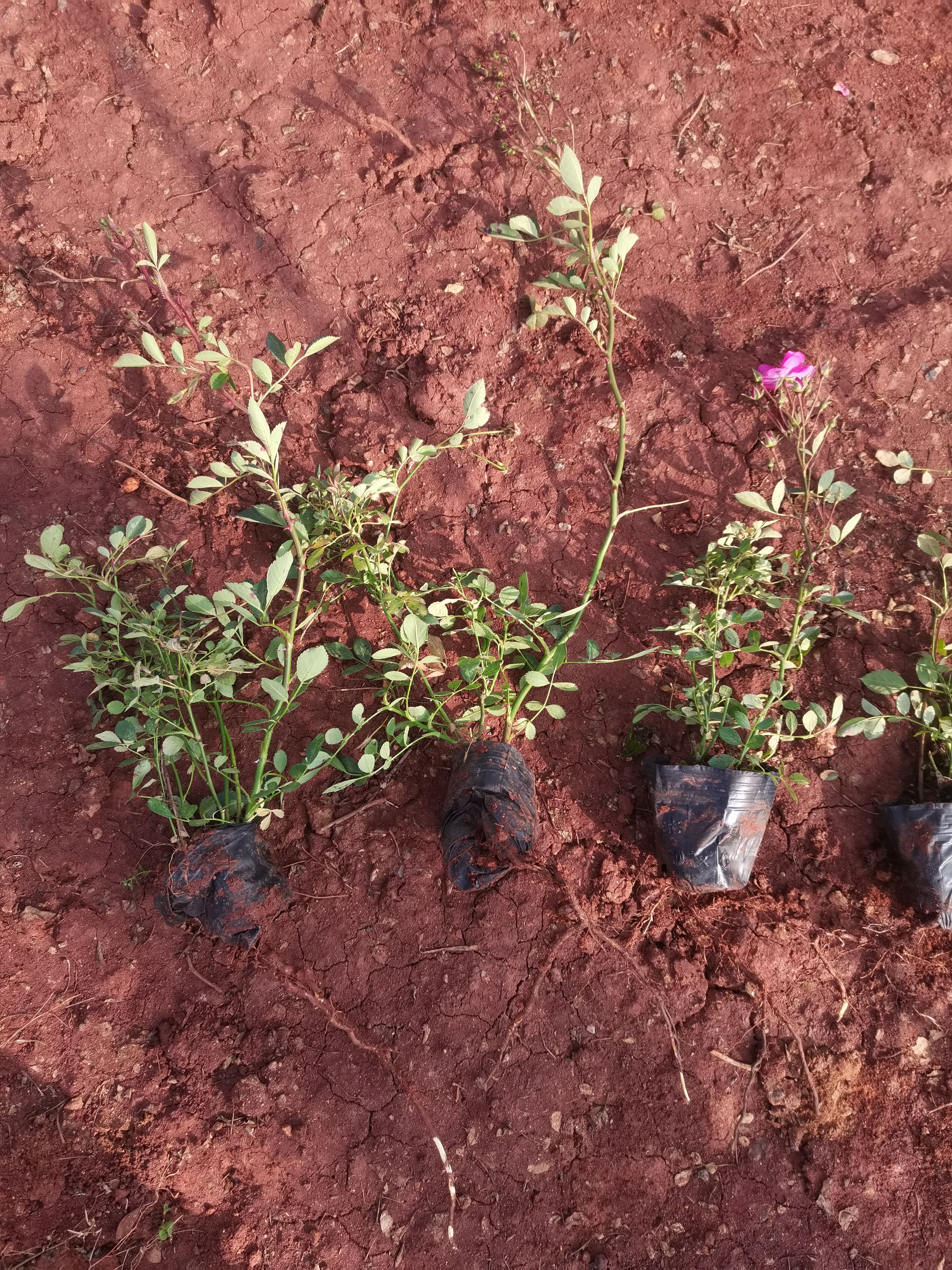 月季，豐花月季，云南昆明豐花月季小杯苗種植批發(fā)