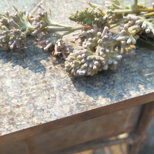 郧西县 密蒙花