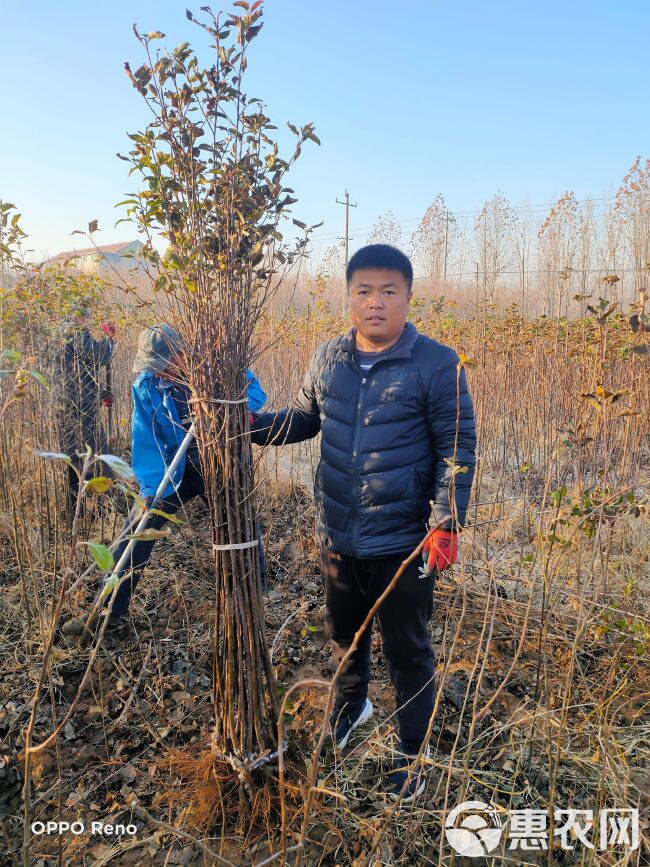 维纳斯黄金苹果苗  维纳斯黄金苹果树苗，优质中晚熟苹果新品种