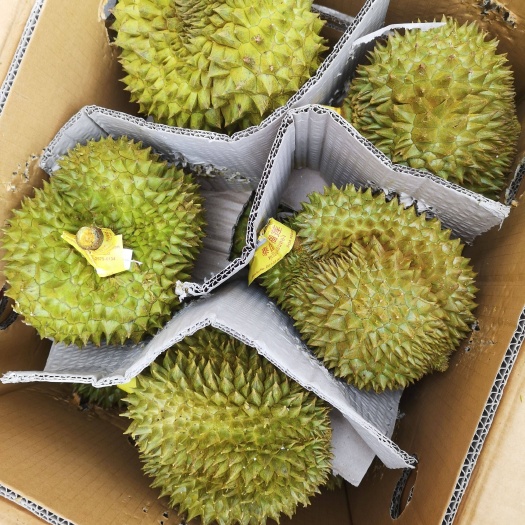 嘉兴 金枕榴莲