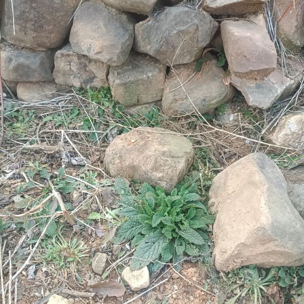 癞蛤蟆草又称荔枝草小苗鲜货深山釆挖批发零售