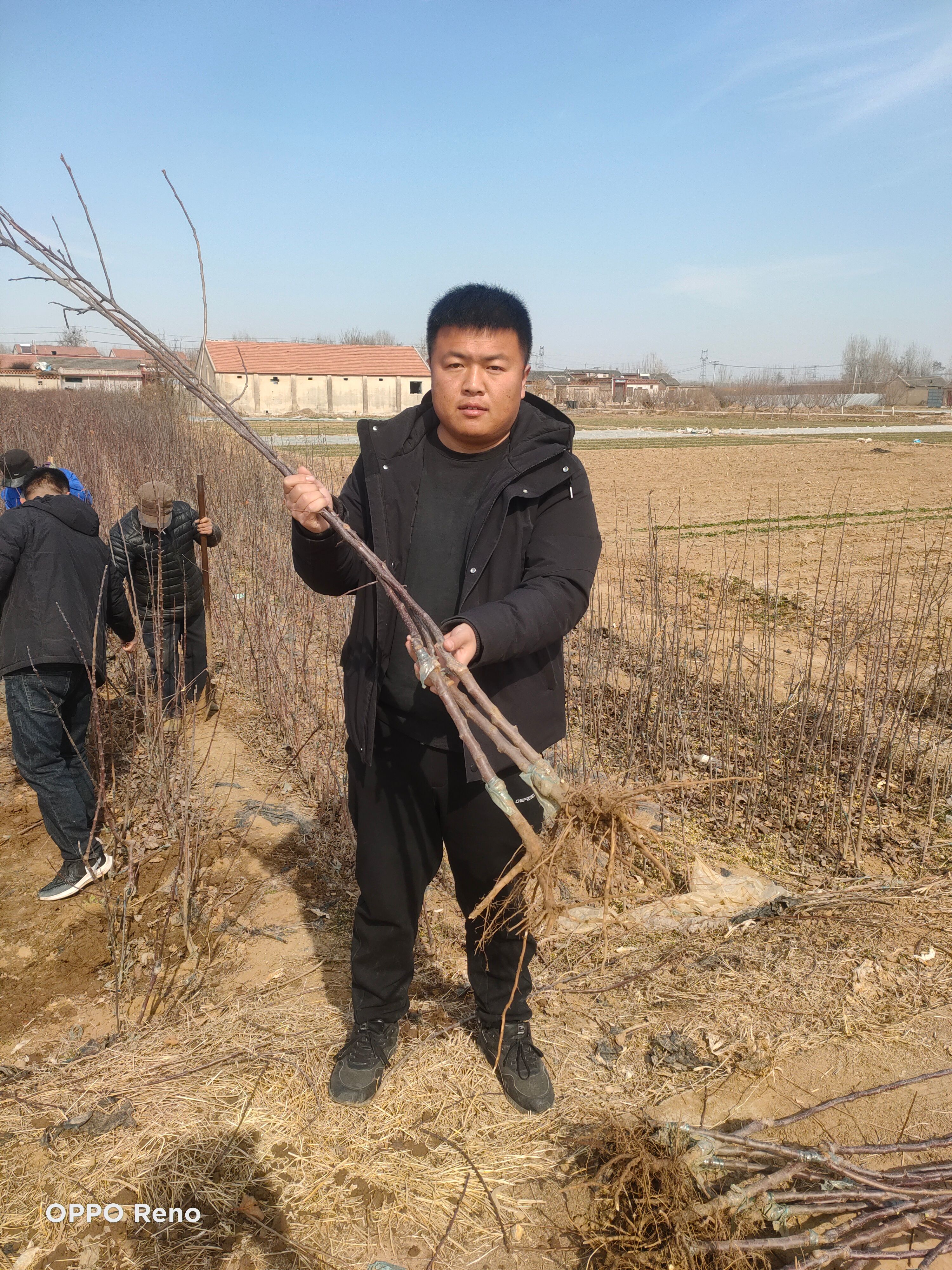 土岐苹果  苹果树苗  土岐（拓季）苹果苗基地，水蜜桃苹果苗，新品种苹果