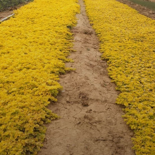 青州市金叶过路黄，地被宿根植物，道路绿化，园林工程工地栽植