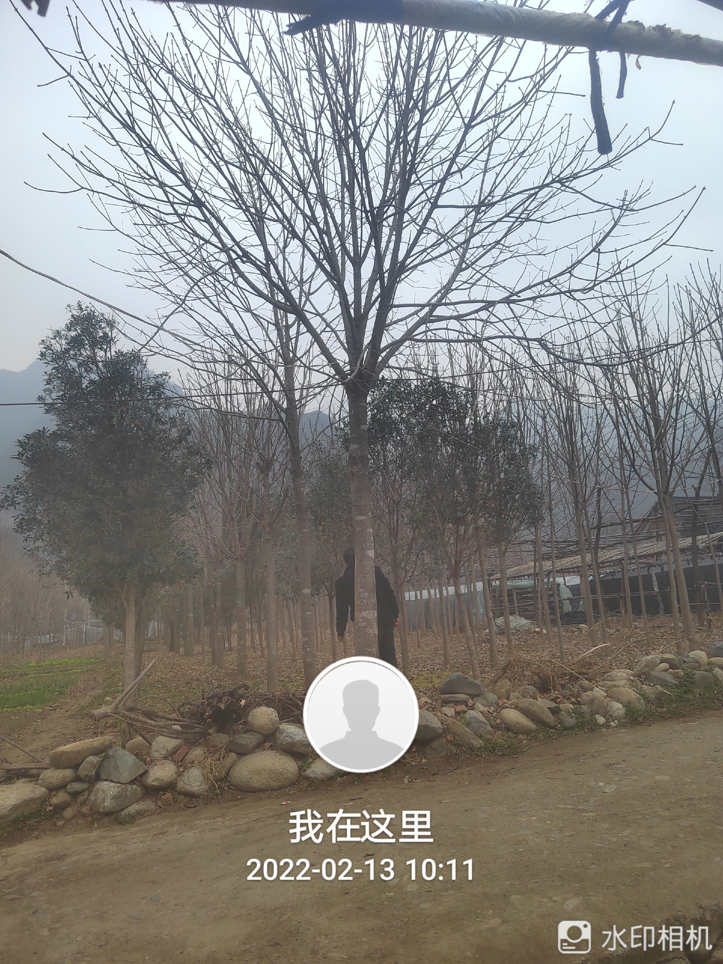 各种规格七叶树