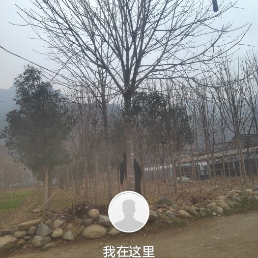 西峡县各种规格七叶树