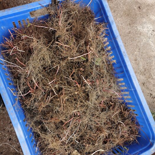 重庆市淫羊藿种子 淫羊藿种茎