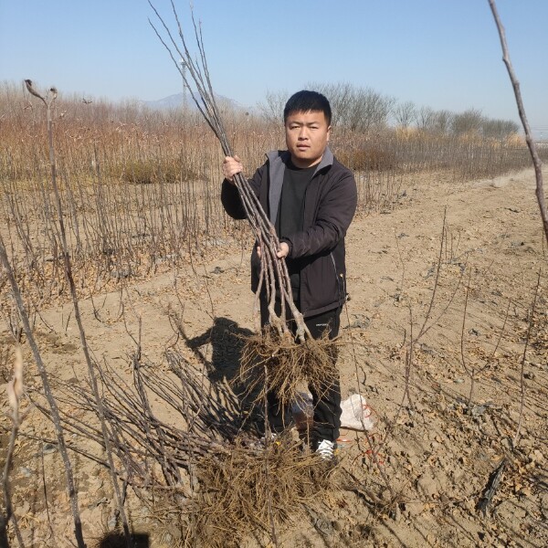 维纳斯黄金苹果苗  维纳斯黄金苹果树苗，优质中晚熟苹果新品种