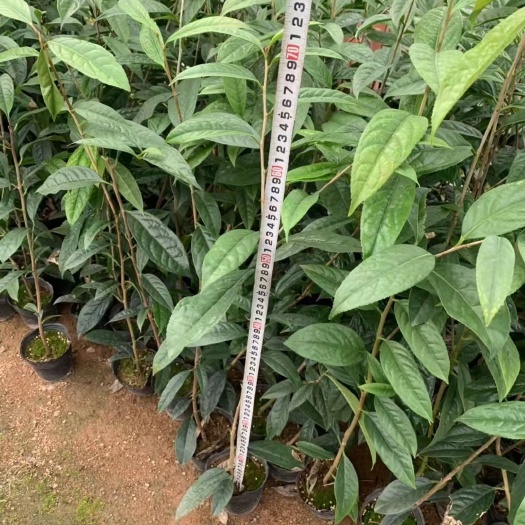 漳平市金花茶盆栽 金花茶