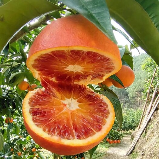 重庆市塔罗科血橙 玫瑰香橙