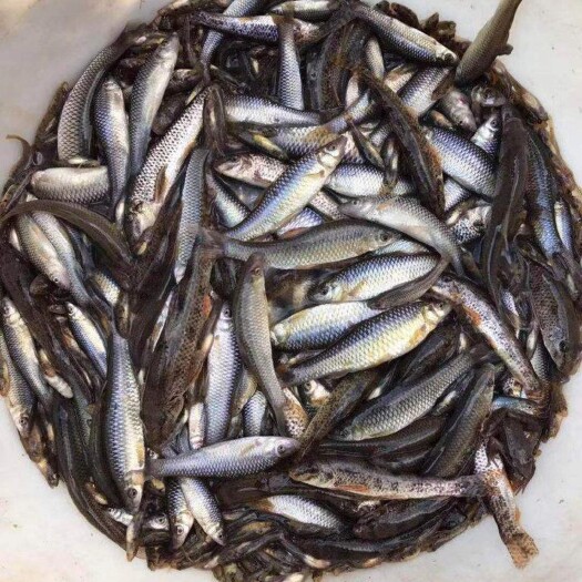 海阳市出售活的麦穗鱼棒花鱼鳑鲏鱼小杂鱼，非山东地区勿扰