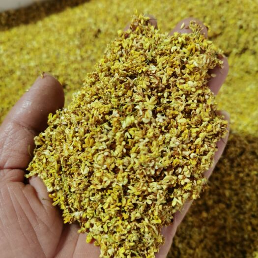 阳朔县桂花瓣  广西桂林 脱水干桂花 产地直销