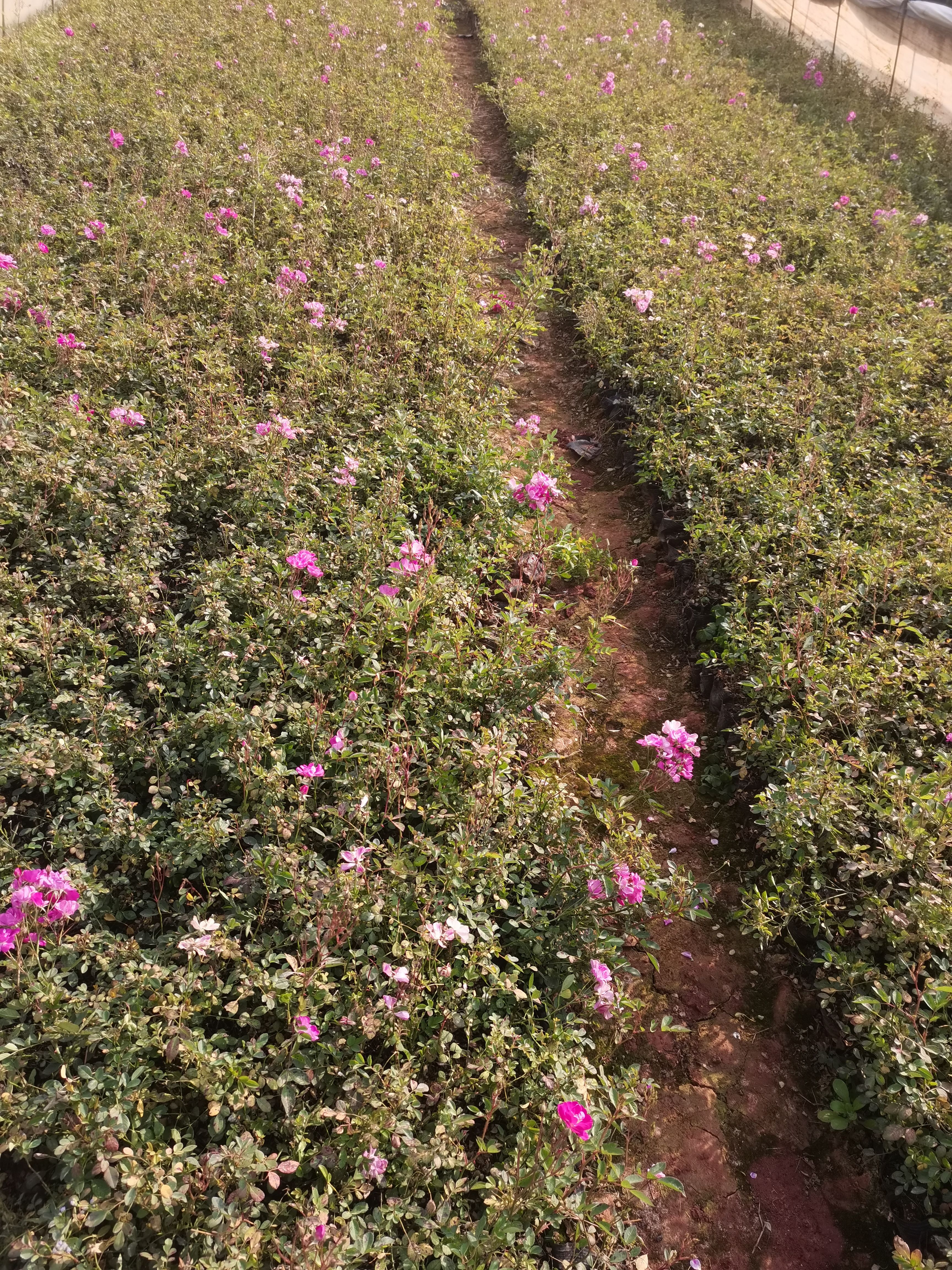 月季，豐花月季，云南昆明豐花月季小杯苗種植批發(fā)