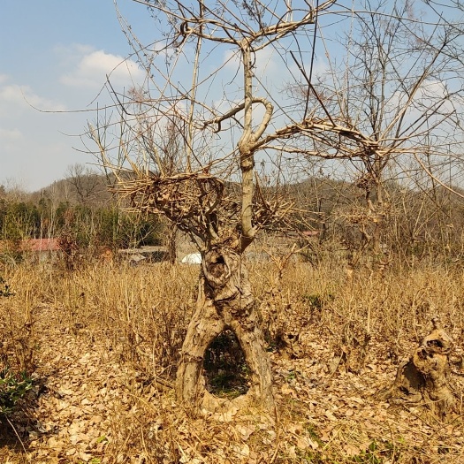 随县附石盆景 根艺、绿植、绿化用树