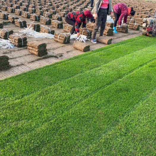 襄樊草坪基地常年共应，果岭草，百慕大，马尼拉各种地被欢迎定购