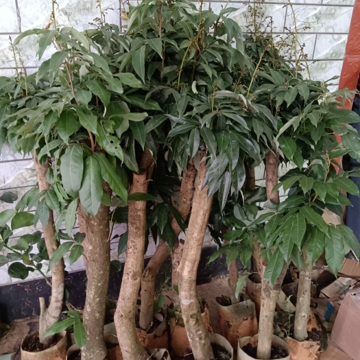 灵山县高压圈枝苗妃子笑荔枝苗 带土球带叶子发货的 包邮