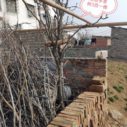 邓州市龙须枣苗 实生苗 裸根苗 