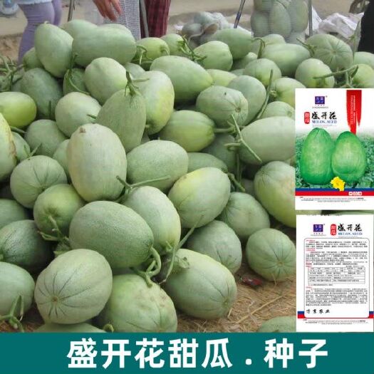 邵东市盛开花甜瓜种子 超甜盛开花绿皮甜瓜种子农场菜园甜脆清香早熟高