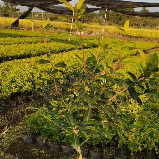  黄金构骨