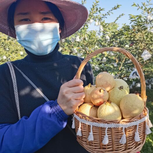 广州胭脂红番石榴、小白果、香果、四季仔番石榴、珍珠芭乐、四季红