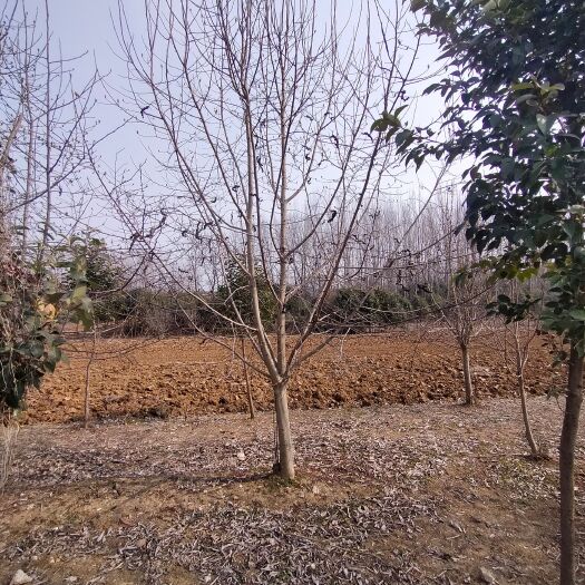 南召县 15公分二乔玉兰
