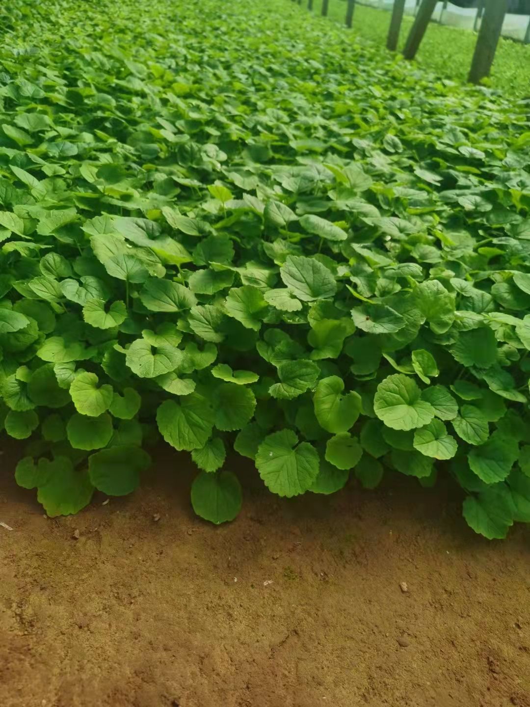 二月兰杯苗种植基地，常年有货，基地一手货源，多芽苗