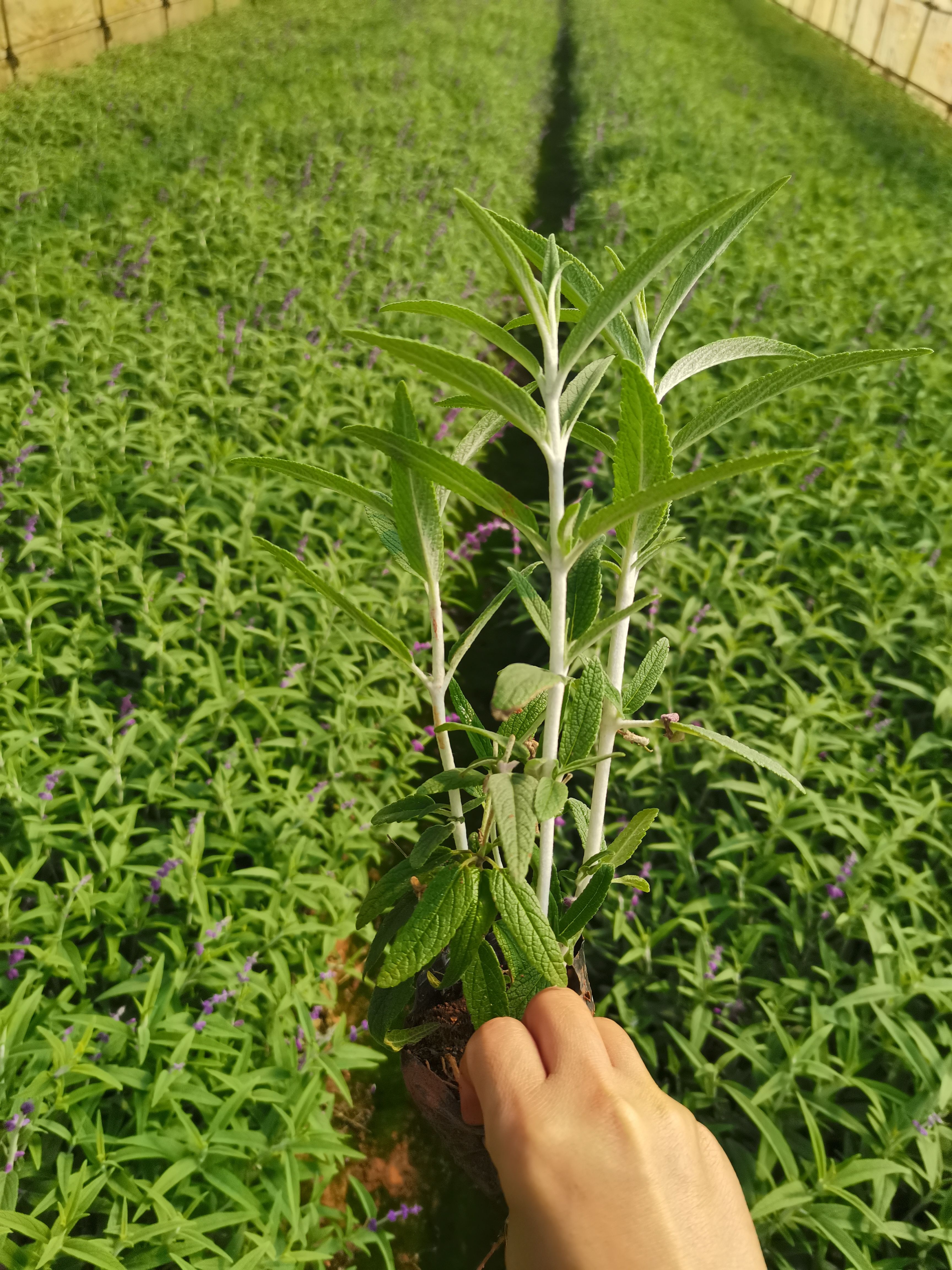 墨西哥鼠尾草，云南昆明鼠尾草种植园一手货源