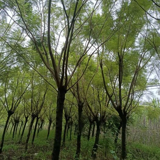 三江县 蓝花楹