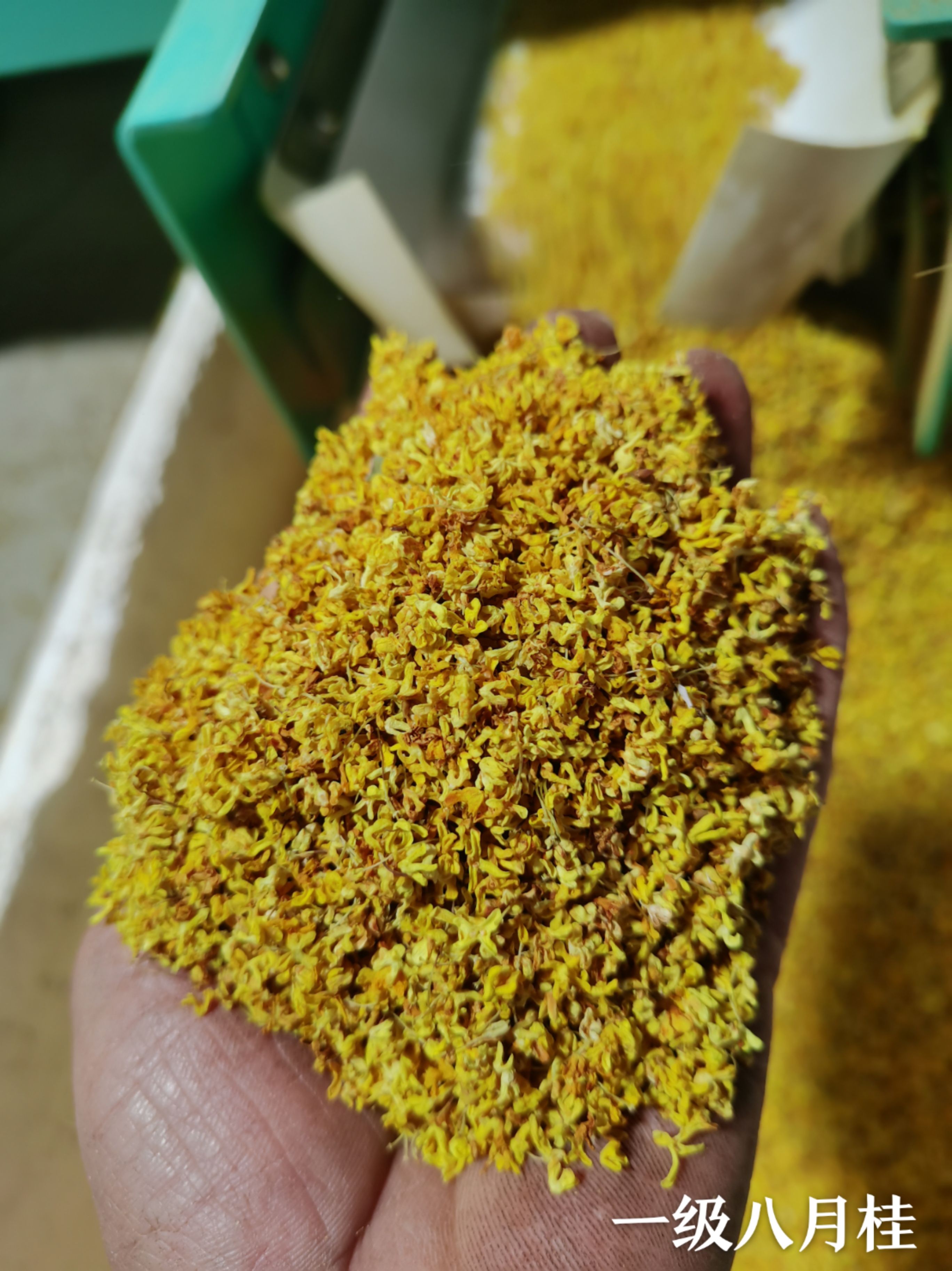 桂花瓣  桂林 桂花干 产地直销 一手货源