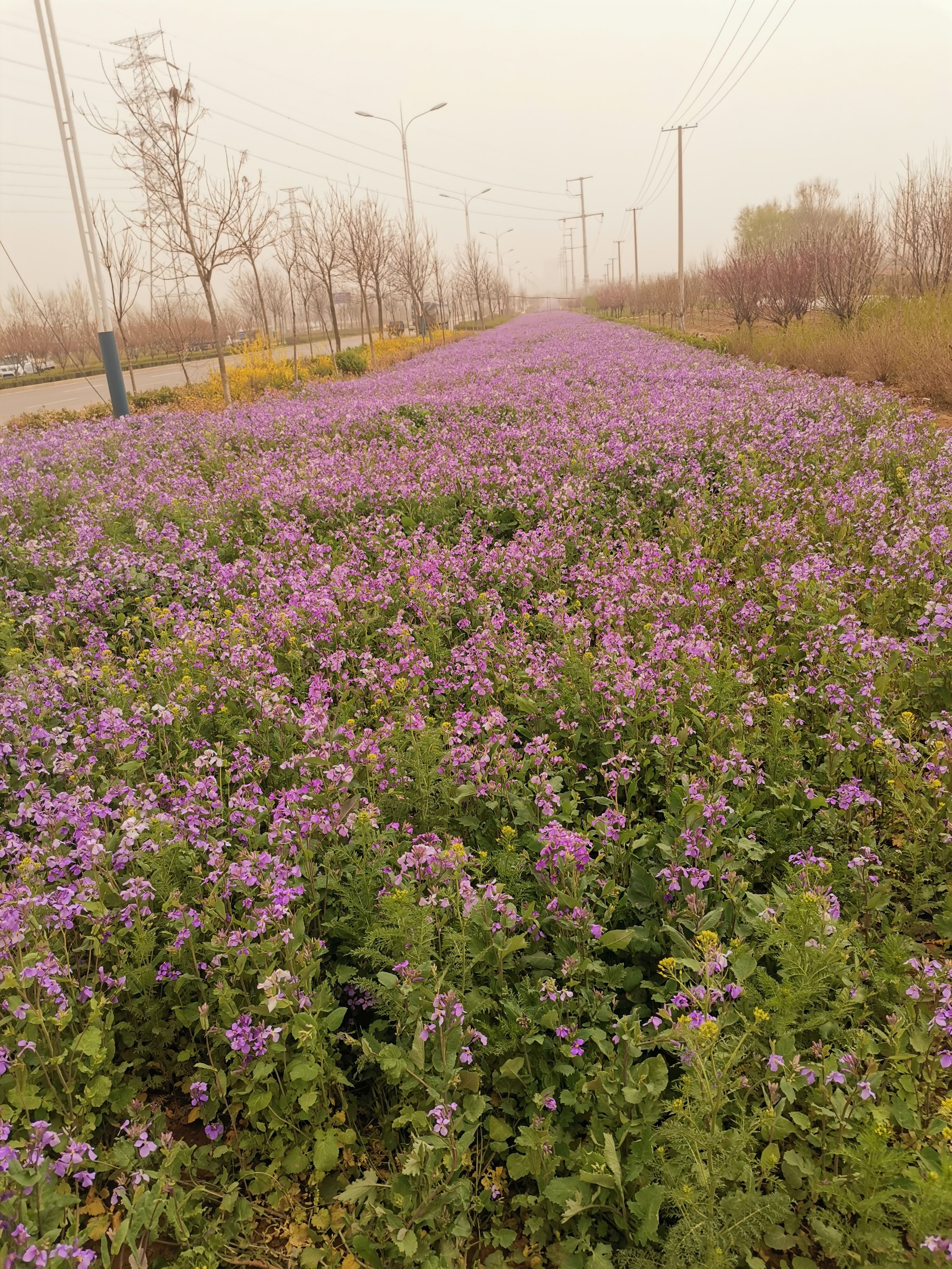 青州市二月兰杯苗种植基地