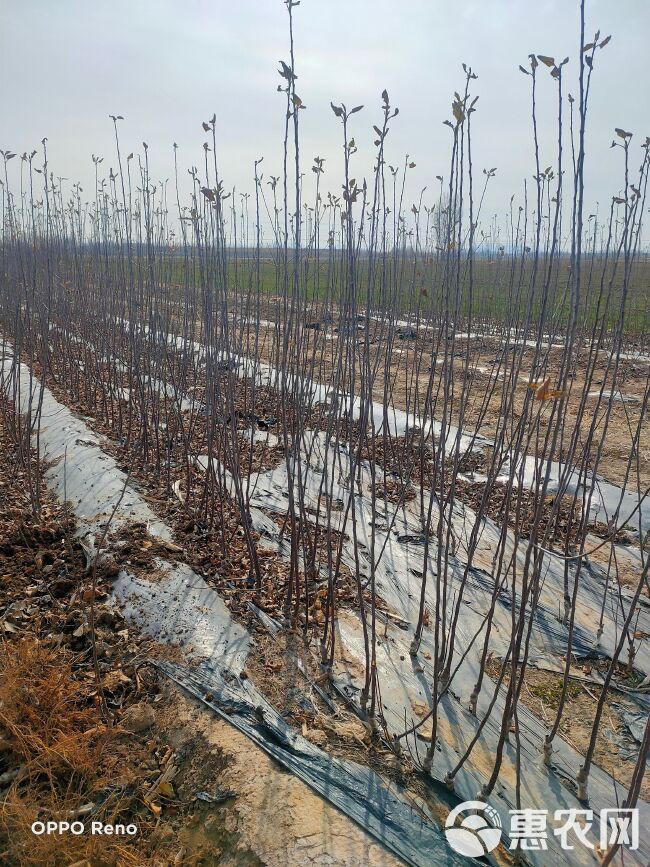 乔化众成三号苹果苗条纹富士中晚熟苹果苗