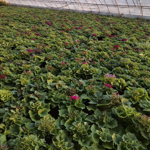 青州市瓜叶菊盆栽 绿化盆栽瓜叶菊