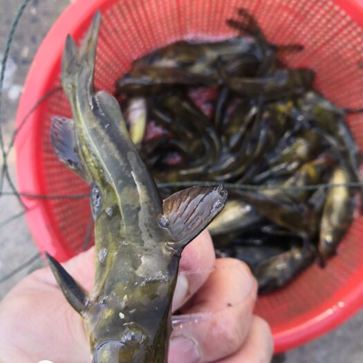 枝江市 优质杂交黄颡鱼苗一斤20尾一30尾无病害。总计8000斤以上