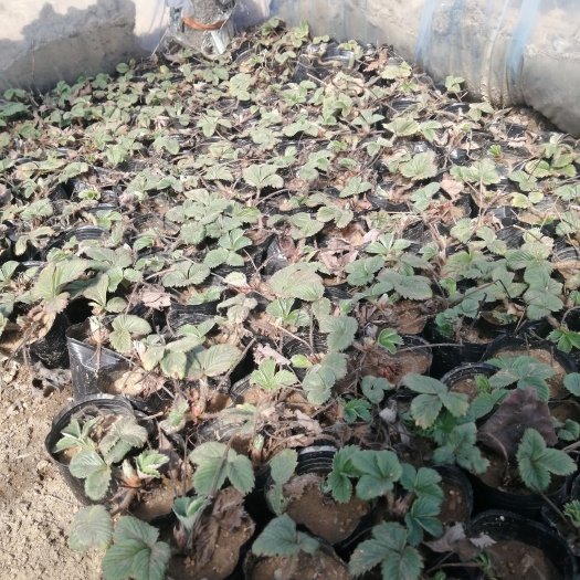 平邑县草莓盆栽 奶油味草莓苗，根系好，易成活，‘