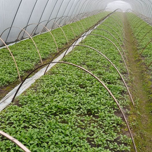 醴陵市牛角椒苗 辣椒苗，茄苗等各种蔬菜苗大量上市了，品种好，产量高