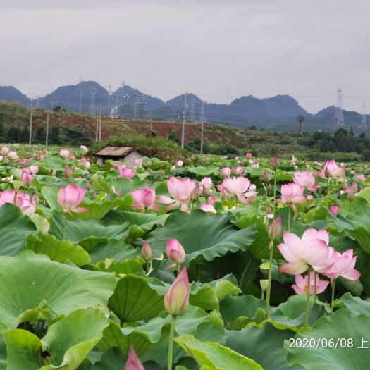石城县太空莲36号莲藕种红莲藕 太空1号莲藕种 红花白莲花湘莲藕种